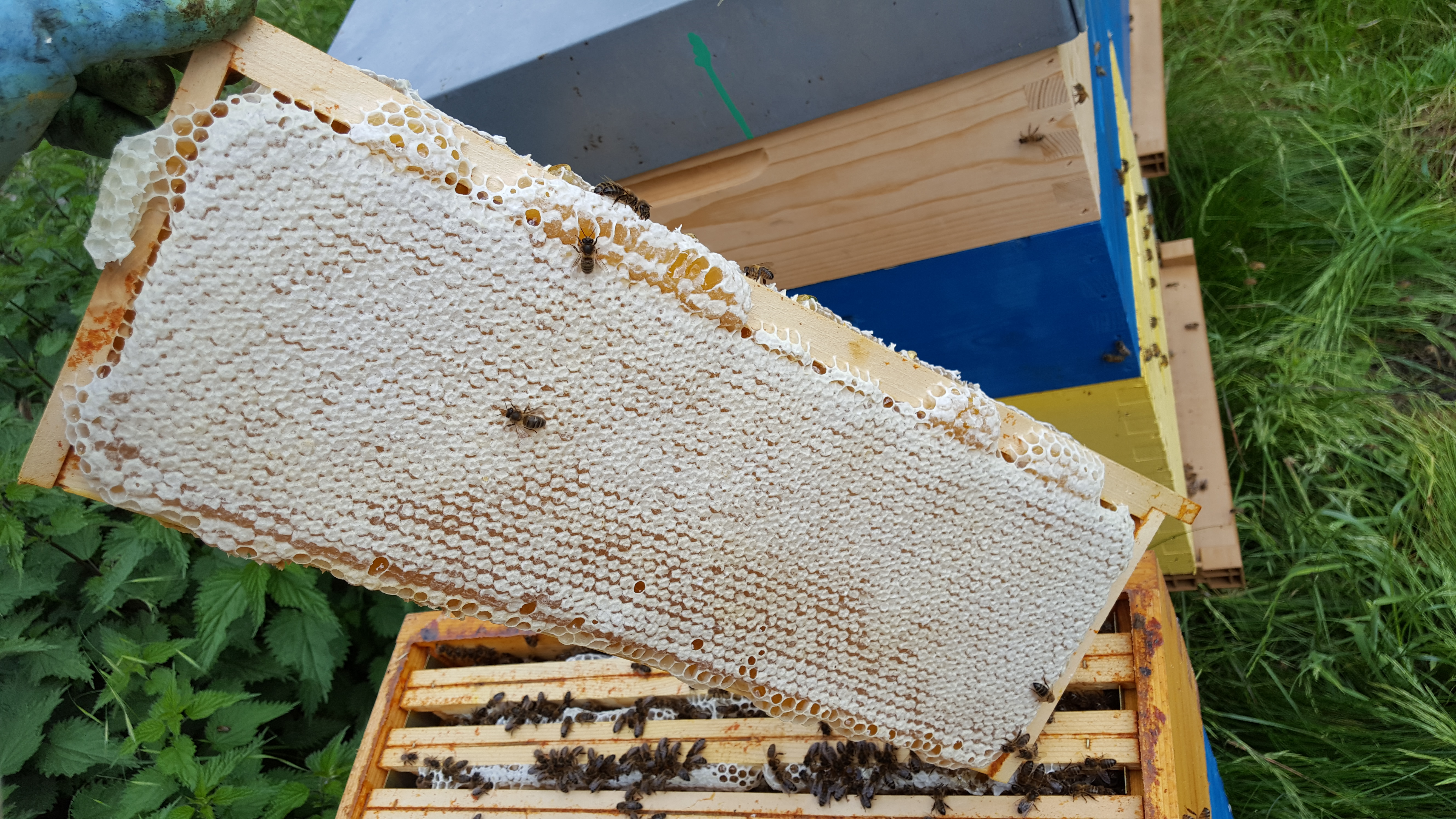 Jintaihua 7 nids dabeille automatique production de miel Abeille ruche apiculture Hive Apiculture Miel Essoreuse
